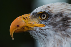 bald-eagle-pixa