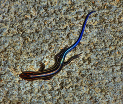 blue-tailed-skink-pixa