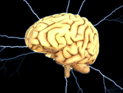 brain-image-23233-pixa