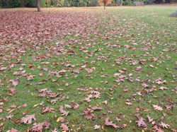 It's best to chop up leaves, which will then break down in the grass. Rake excess amounts into a landscape bed.
Kris Lord/Flickr Creative Commons