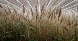 Indoor wheat cultivation at Infarm.Source: Infarm