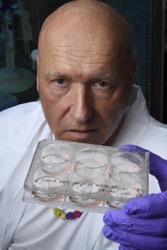 Thomas Hartung with brain organoids in his lab at the Johns Hopkins Bloomberg School of Public Health.
CREDIT: WILL KIRK/JOHNS HOPKINS UNIVERSITY
