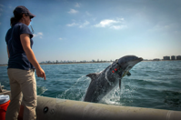 A_brief_history_of_the_US_Navy’s_dolphins___MIT_Technology_Review.png A brief history of the US Navy s dolphins MIT Technology Review