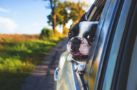 Adorable Animal Canine Free photo on Pixabay