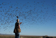 Bats Beat Dolphins in the Battle over Who Has the Best Sonar Scientific American
