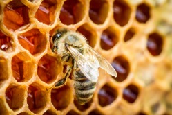 Bees in a beehive on honeycomb 2022 04 07 23 24 04 utc