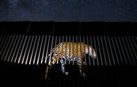 Best wildlife photos from 2019 reveal animals resilience Business Insider