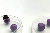 Bumblebees Solve a 17th Century Psychological Puzzle Scientific American
