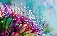 Closeup Photography of Purple Silk Flowers With Dewdrops Free Stock Photo