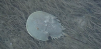 Coronavirus vaccine could come thanks to horseshoe crab blood