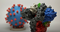 COVID 19 Patients Exhibit Early Antibody Signatures Potentially Predictive of Death or Recovery