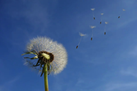 Dandelion Sky Flower Free photo on Pixabay
