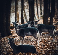 Deer family 2021 08 26 16 36 14 utc