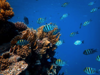 Fish swimming near reef