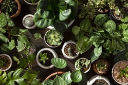 Green houseplant background for plant lovers 2022 09 16 07 51 30 utc