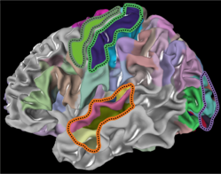 Credit: D. Zachlod, Julich Brain Atlas
The analyzed areas: visual system (purple line), auditory (orange) and motor area (dark grey), and the somatosensory area (green line)