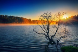 Lonely tree growing in a pond at sunrise 2021 08 26 16 23 25 utc