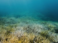New Zealand waters 10 degrees F warmer than average may be The Blob Business Insider