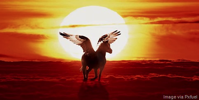 Pegasis flying on clouds during sunset.