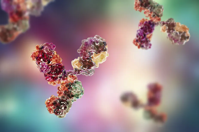 Y-shaped proteins called antibodies are vital for attacking and destroying the virus. Dr_Microbe/Getty Images - ROYALTY FREE