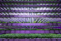 Agricultural technologies such as vertical farming are paving the way for sustainable food production (Photo: Duncan McGlynn)