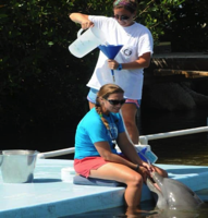Dolphin receiving from from people