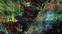 Mouse neurons imaged using a method similar to one being developed as a high-throughput tool by a focused research organization. Credit: P. W. Tillberg et al./Nature Biotechnol.