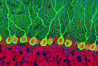 Old people can produce as many new brain cells as teenagers New Scientist