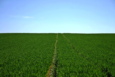 agriculture