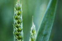 agriculture