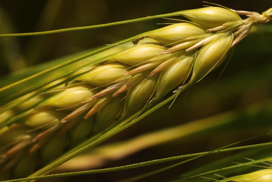 agriculture
