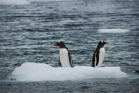 antartic