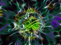 bacteria