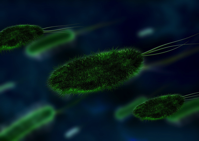 bacteria