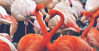 birds of a feather