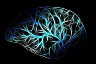 brain