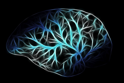 brain