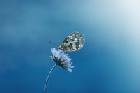 butterfly