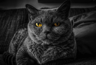 cat