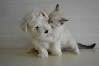 cat and dog