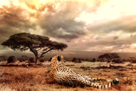 Cheetah Big Cat Wildlife Wild Animal Cat Africa