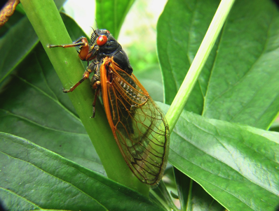 Cicada Insect Bug Nature