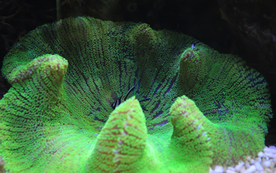 coral