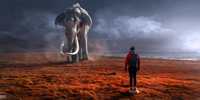 elephant