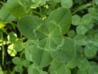 four leaf clover