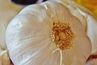 garlic
