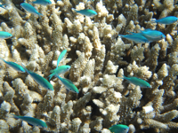 great barrier reef