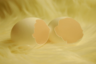 hatched eggs