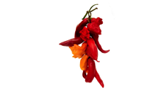 hot pepper
