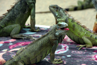 Iguana